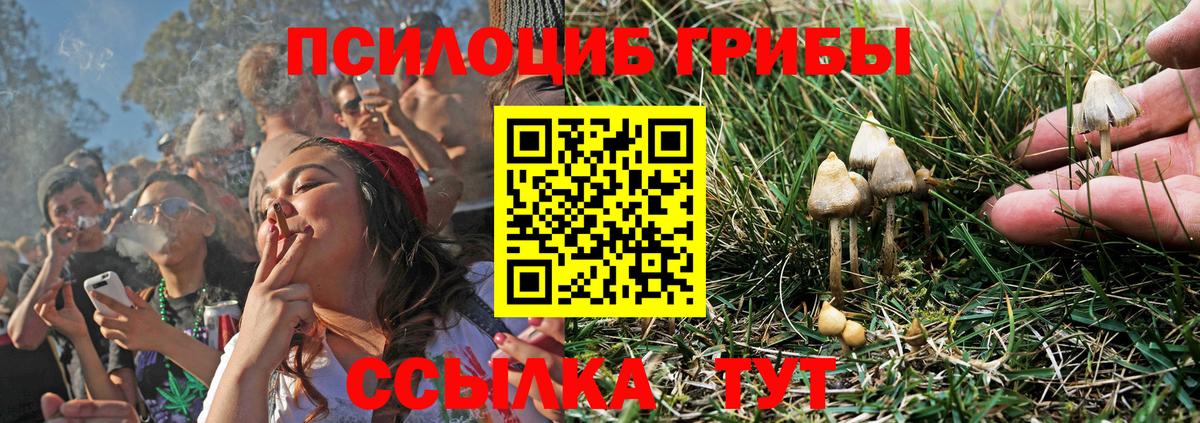 Галлюциногенные грибы Psilocybine cubensis  Вход с VPN  Майский  Псилоцибиновые грибы Cubensis 